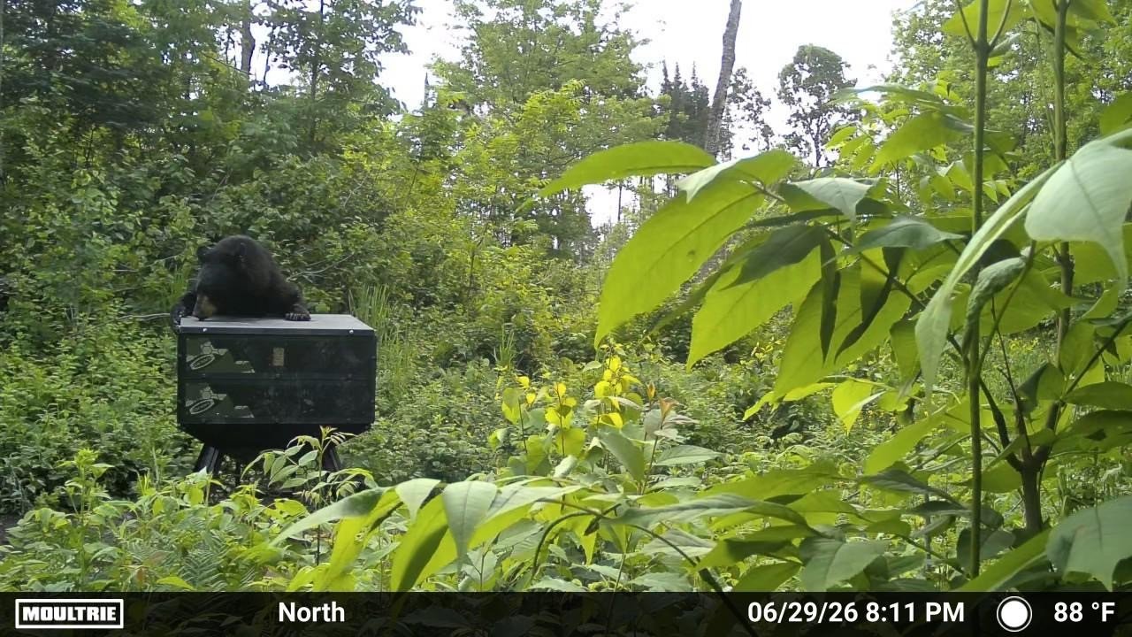 Black bear climbing on a new Orion deer feeder, caught on a trail camera