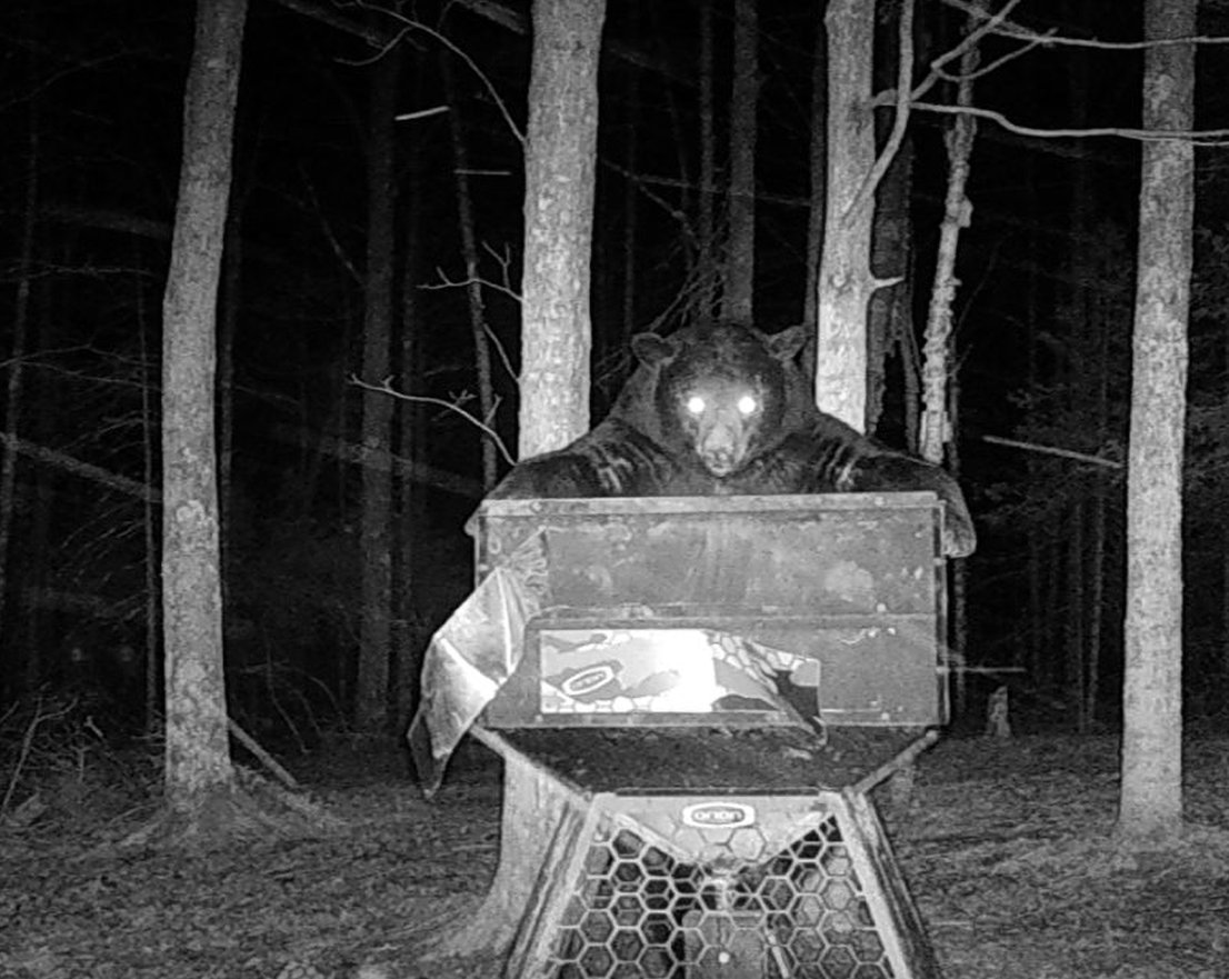 Trail camera night photo of a black bear on an older Orion feeder, with the aluminum camo panels peeled back
