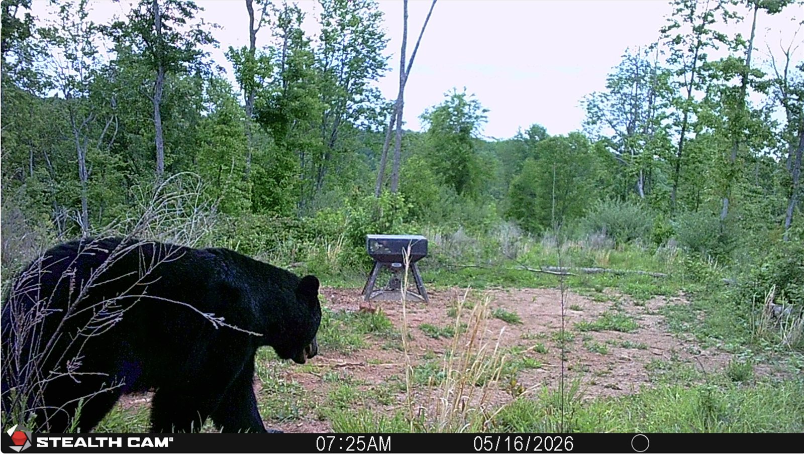 Black bear walking past an Orion stand-and-fill deer feeder, caught on a trail camera