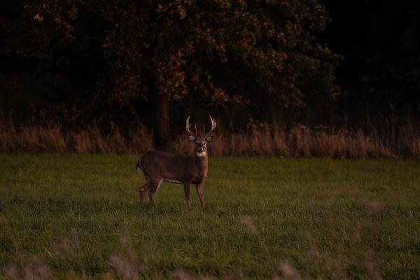 deer in field