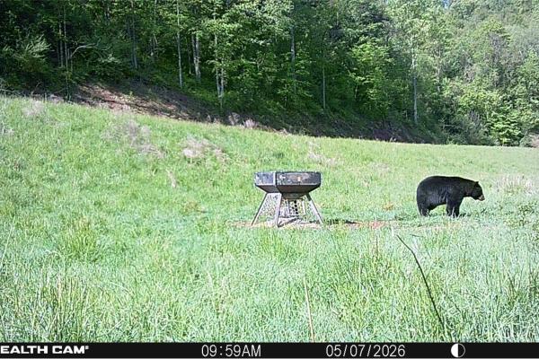 Black bear walking past an Orion stand-and-fill deer feeder in an open field, caught on a trail camera
