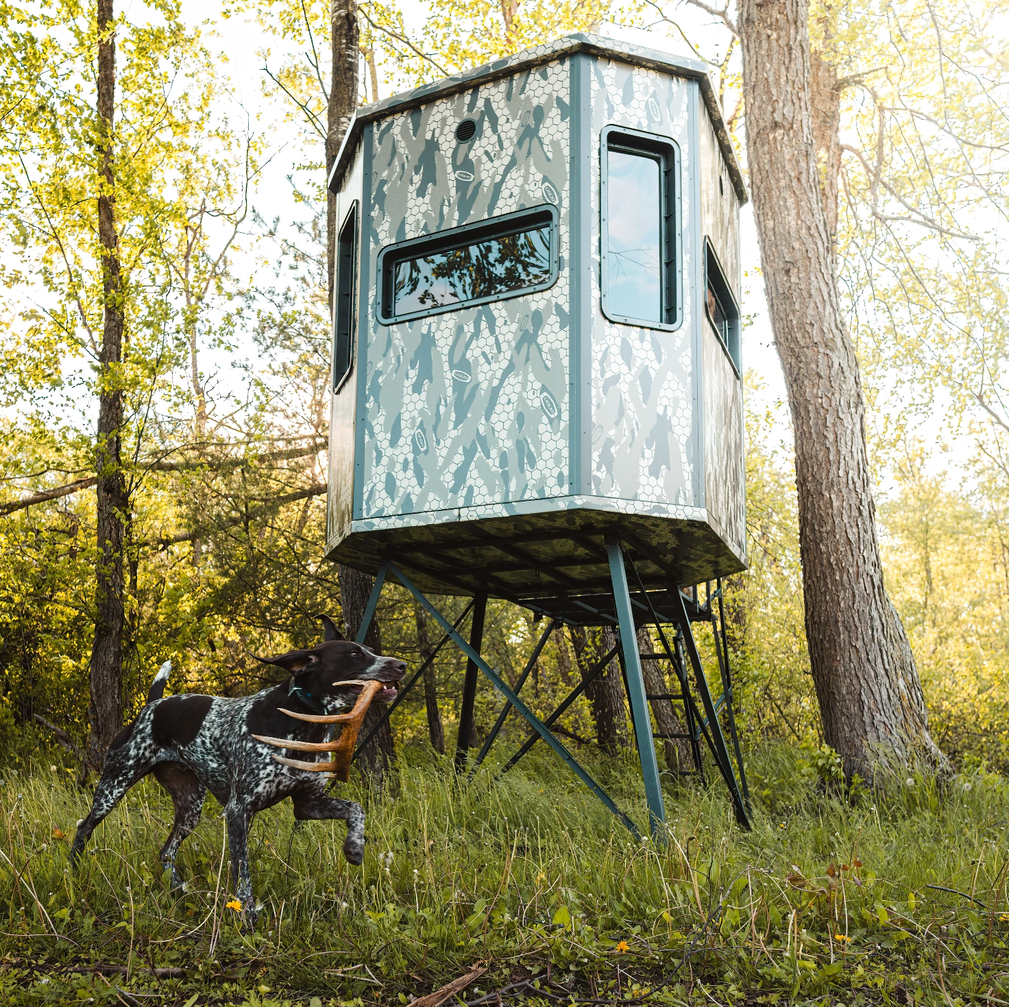 Dog running by a hunting blind