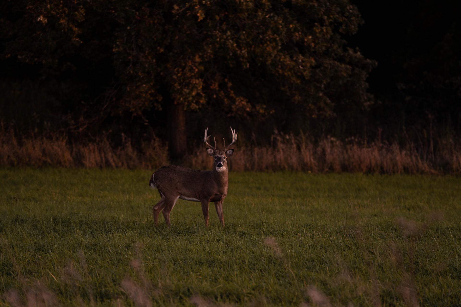 deer in field
