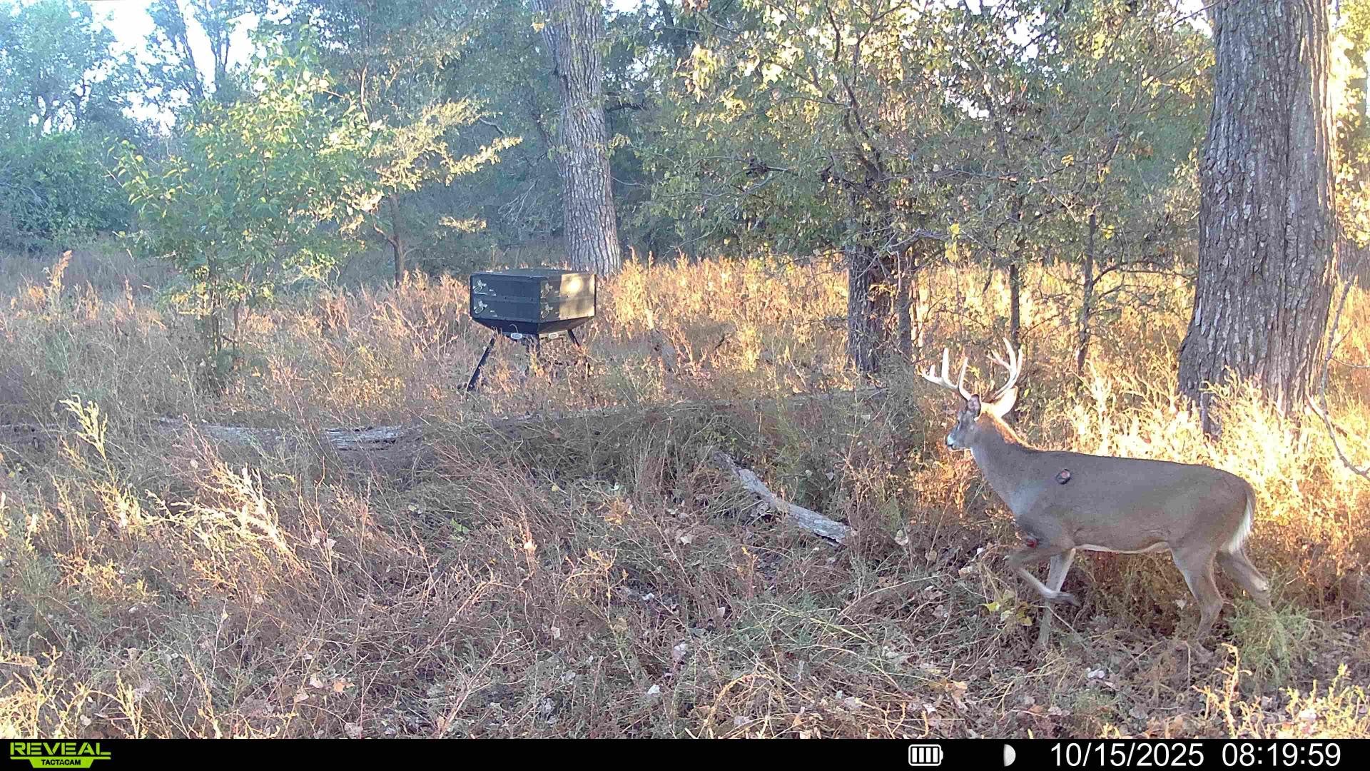 Trail cam shot buck by orion 750lbs feeder