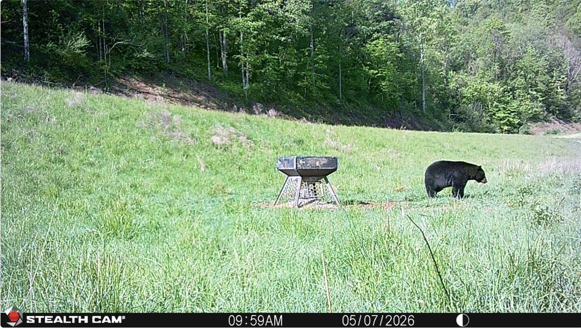 Black bear walking past an Orion stand-and-fill deer feeder in an open field, caught on a trail camera